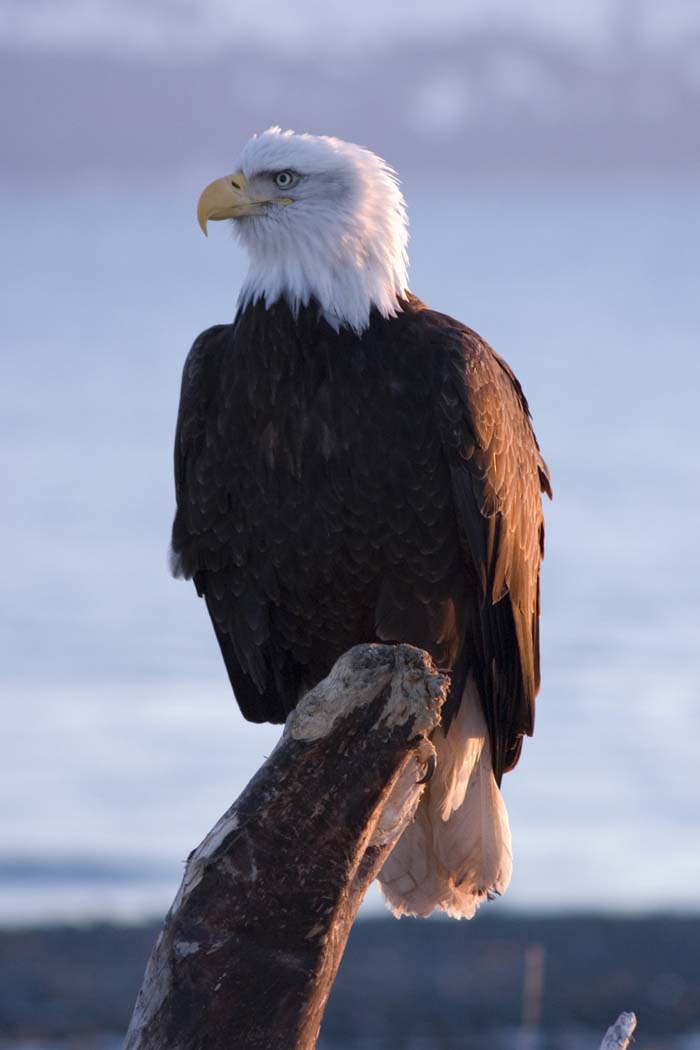 Bald Eagle Bald Eagle